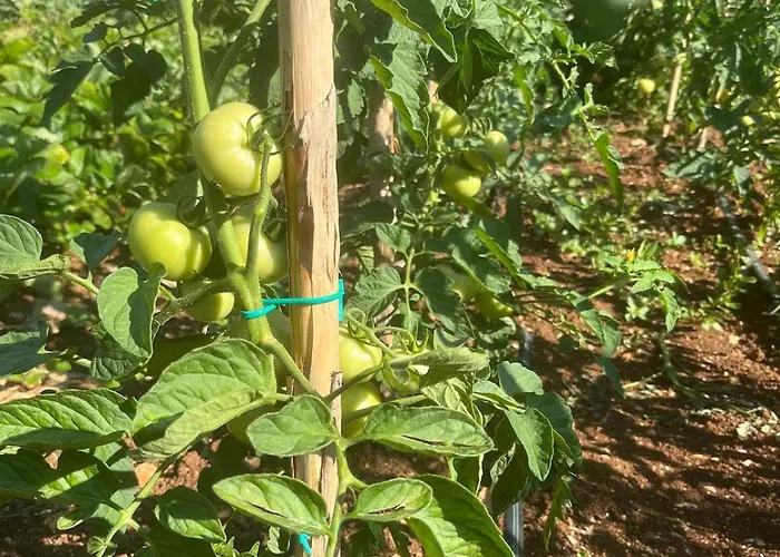 Apartman Garden Fresh