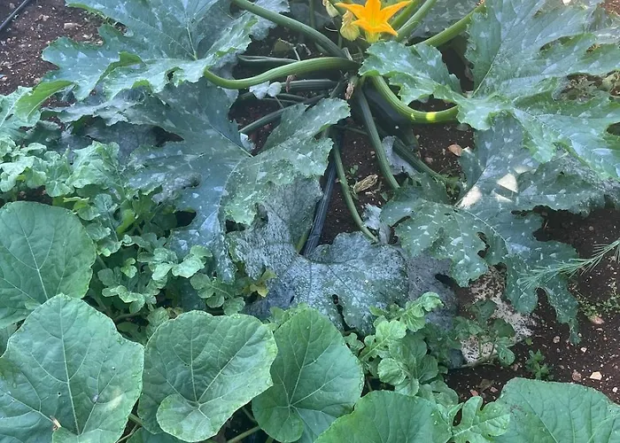 Apartman Garden Fresh *
