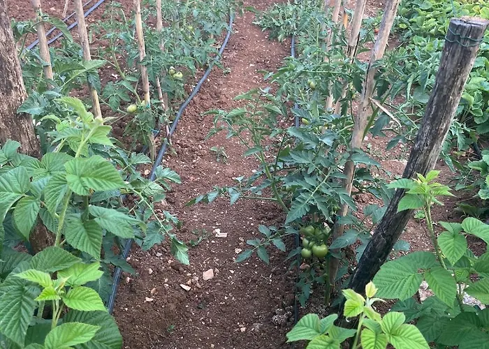Garden Fresh Visnjan