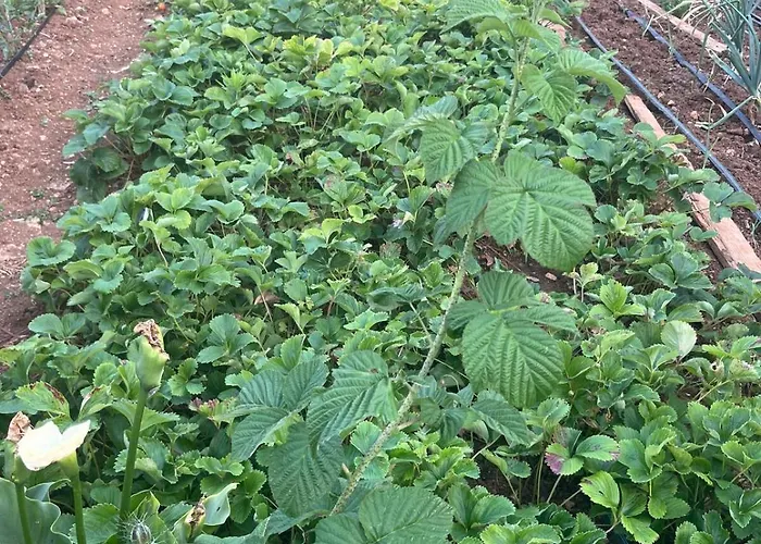 Garden Fresh
