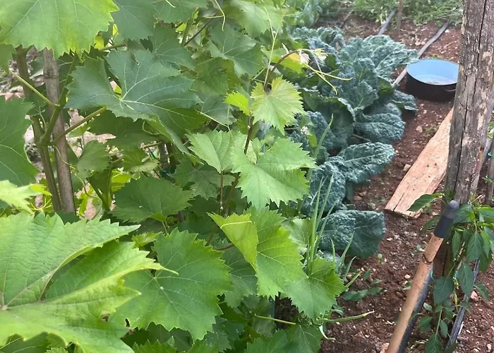 Garden Fresh Apartman